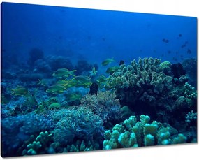 Vászonkép 100x70 Laguna Korallok Óceán