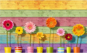 Gerbera fotótapéta vinil cserépben 368x254 virágok a szobába +ragasztó