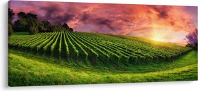 Szőlőskert és a színes égbolt képe (120x50 cm)