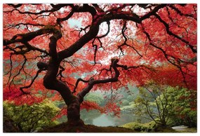 Red Japanese Maple, Portland, Oregon képe (90x60 cm)