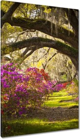 Vászonkép 80x120 Tölgyfa sikátor