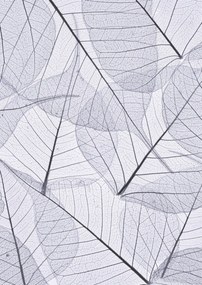 Poszter 29,7x42cm Csontváz levelek 2, Assaf Frank