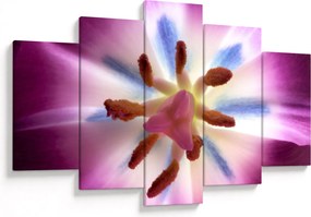 Kép - Tulipán virág részletesen (150x105 cm)