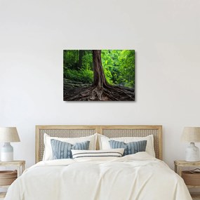 Kép - Öreg fa gyökere (70x50 cm)