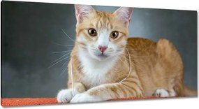 Képek 115x55 Cica Cicák