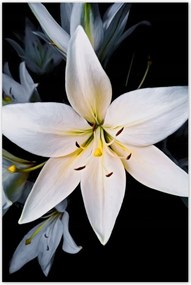 Poszterek 80x120 Fehér liliom csokor Virág