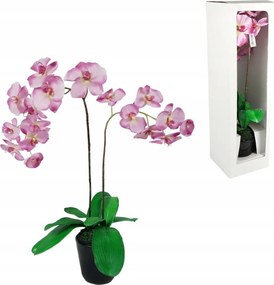 Orchidea Művirág Rózsaszín