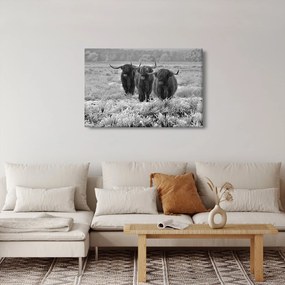 Kép - Skót tehenek (90x60 cm)