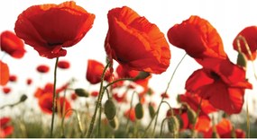 Fotótapéta Piros Pipacsok Selymes Vinil Virág 254x184 +ragasztó