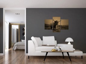 Kép - Skót tehén menekül (90x60 cm)