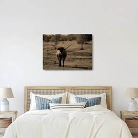 Üveg kép - Texasi tehén (70x50 cm)