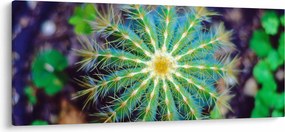 Kaktusz kép (120x50 cm)