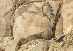 Poszter 100x70cm Nubiana Ibex 4, Assaf Frank