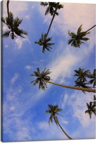 Vászonkép Natura Kókuszpálmák 40x60 cm