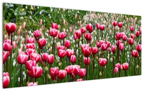 Tulipán képe (120x50 cm)