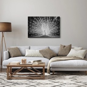 Kép - Fehér páva (90x60 cm)