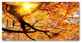 Akrilkép Korona őszi fák oah-89060594