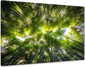 Vászonkép 100x70 Bambusz trópusi erdő