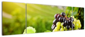 Kép - szőlő (170x50cm)