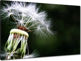 Vászonkép 120x80 Pitypang Virág Virágok