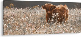 Kép - Skót tehén a virágban (120x50 cm)