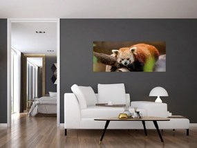 Vörös panda képe (120x50 cm)