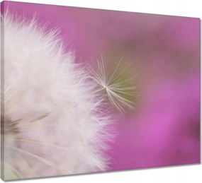 Vászonkép 50x40 Pitypang Virág Virágok