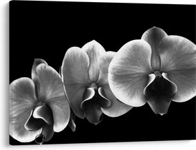 Egy orchidea virág képe (70x50 cm)