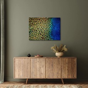 Kép - Pávatollak (70x50 cm)