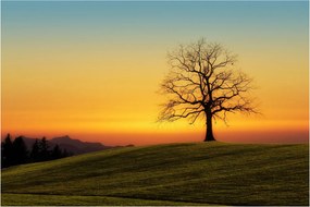 Egy fa képe a mezőn (90x60 cm)