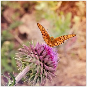 Poszterek 140x140 Pillangó