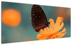 Kép - pillangó narancssárga virágon (120x50 cm)