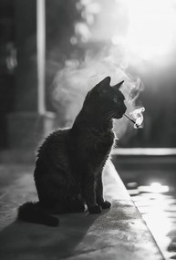 Poszter 67,5x100cm Macskaszünet