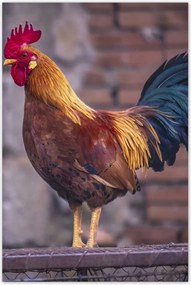 Poszterek 60x90 Kakas Egy igazi harcos