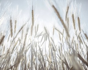 Poszter 76x60,5cm Napsugarak az árpán keresztül, Assaf Frank