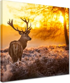 Vászonkép 30x30 Szarvas napfelkeltekor