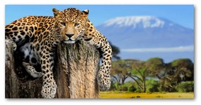 Akrilkép Leopard egy fatönkön oah-66888484