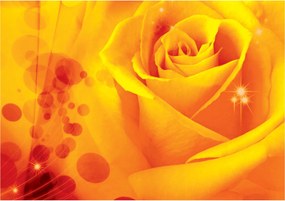 Fotótapéta Sárga-narancs rózsa makró közelkép 250x175 +ragasztó
