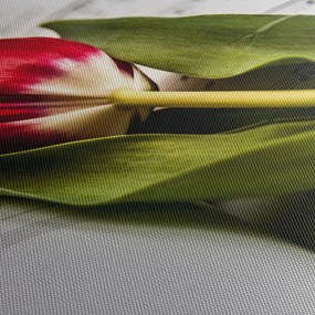 Egy vörös tulipán képe (70x50 cm)