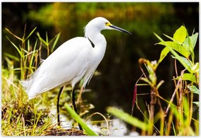 Poszterek 155x105 Kalapos madár Tájkép Kilátás