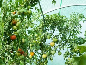 Kerti fóliaház/fóliasátor 2x4,5 m UV szűrővel PREMIUM