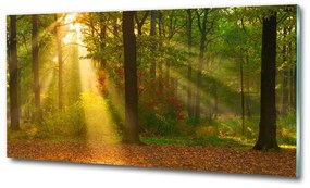 Üvegfotó Forest a nap osh-75879040