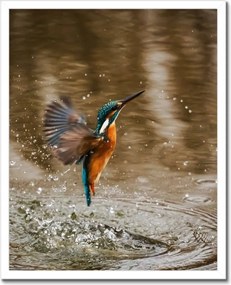 Poszterek keretben 40x50 Vízivó madár Madár