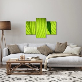Kép - Zöld levél részlete (90x60 cm)