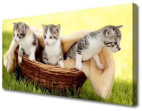 Vászonkép macskák Állatok 100x50 cm