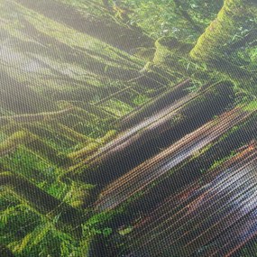 Kép - falépcsők az erdőben (150x105 cm)
