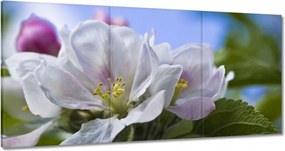 Vászonkép 120x60 Almafa virág