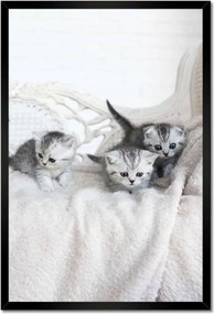 Poszterek keretben 40x60 Cica Cicák