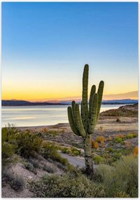 Poszterek 70x100 Kaktuszok a sivatagban