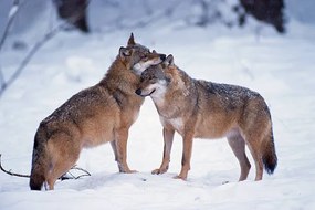 Fotográfia Wolves snuggling in winter, Martin Ruegner